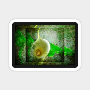 Arum lily. Magnet