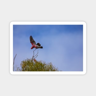 Galah_VOA7992 Magnet