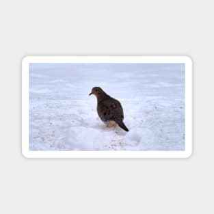 Watchful Winter Mourning Dove On The Snow Magnet