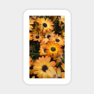 Orange Daisies Magnet