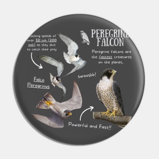 Animal facts - Peregrine Falcon Pin