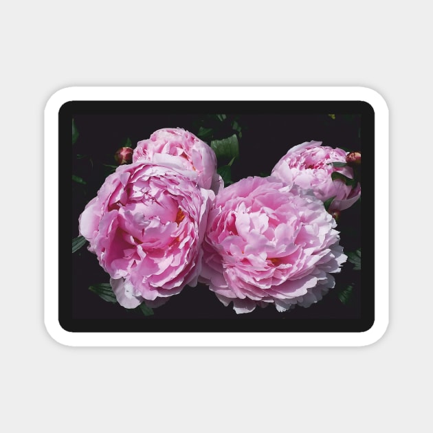 Peony Magnet by robelf