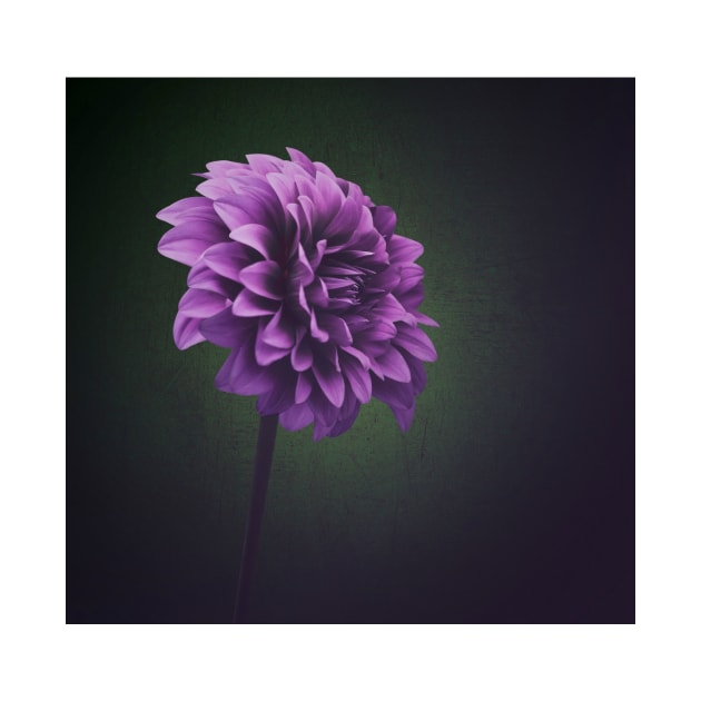 Dahlia Flower by JimDeFazioPhotography