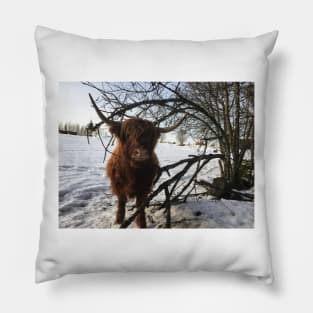 Scottish Highland Cattle Cow 2227 Pillow