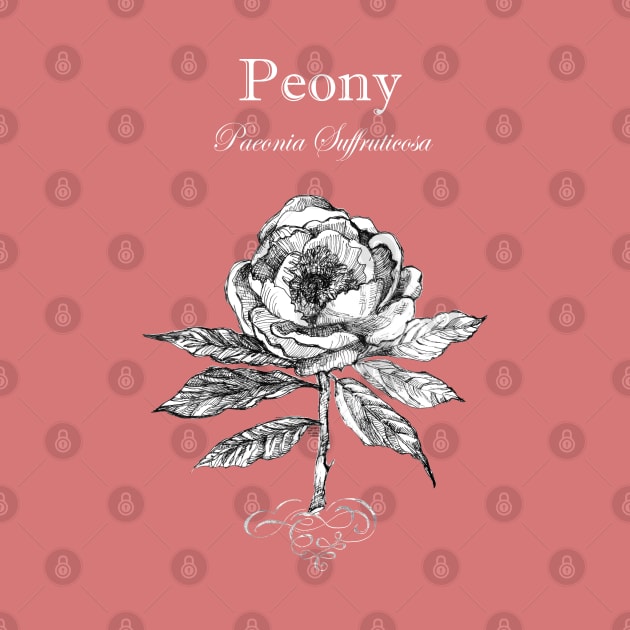 Peony - Latin Name - Botanical illustration 1. by FanitsaArt