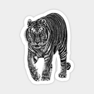 Amur tiger Magnet