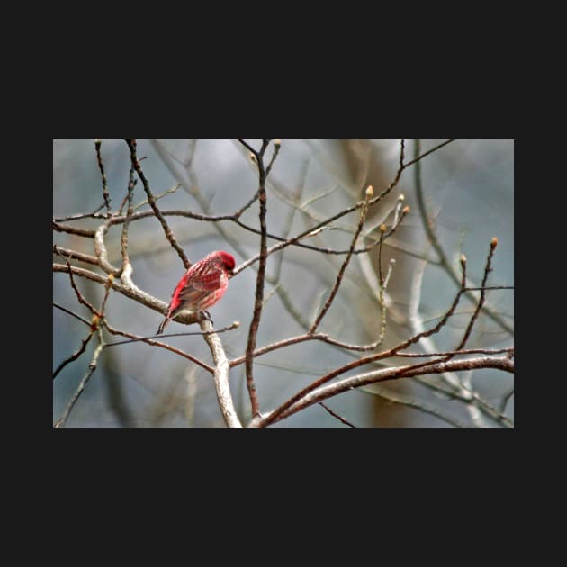 Common House Finch by EileenMcVey