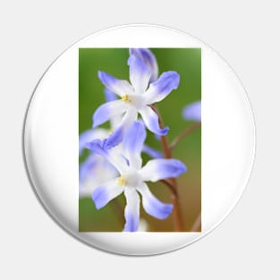 Chionodoxa forbesii  Glory of the snow Pin