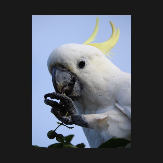 Sulphur Crested Cockatoo by kirstybush