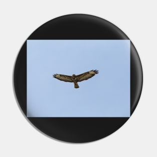 Hawk gliding on blue sky background Pin