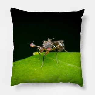 An unique looking Stalk-eyed fly (Diopsidae) Pillow