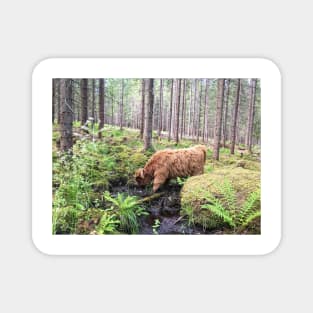 Scottish Highland Cattle Calf 1800 Magnet