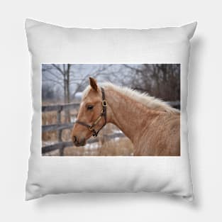 Palomino TB colt Pillow