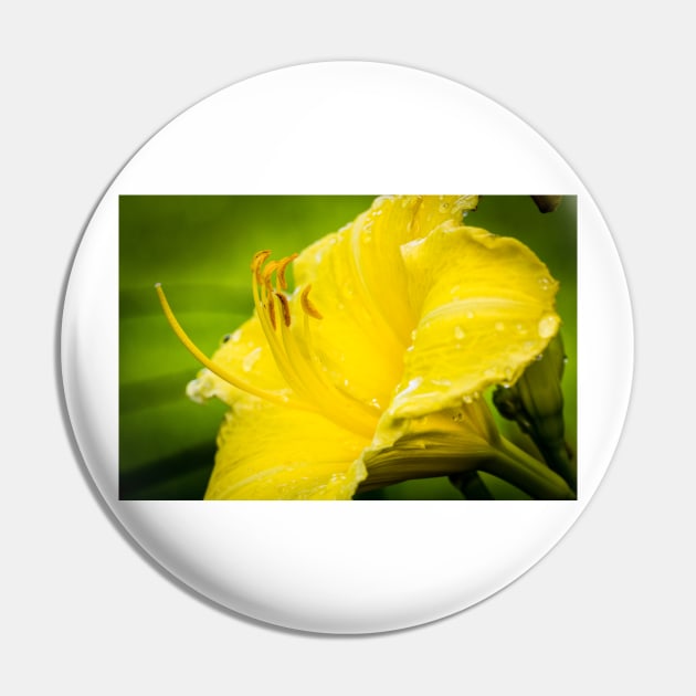 Close-up of Yellow Daylily 14 Pin by Robert Alsop