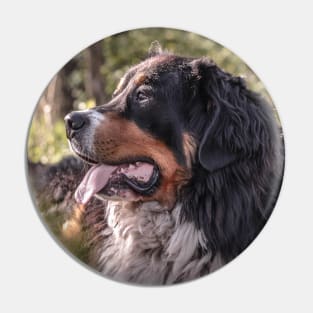 Bernese Mountain dog photo Pin