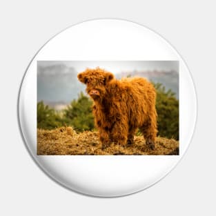 Highland calf Pin