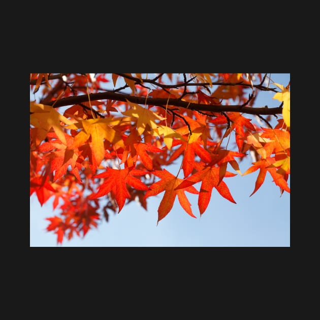 Maple (Acer ), red autumn leaves on a tree, Germany by Kruegerfoto