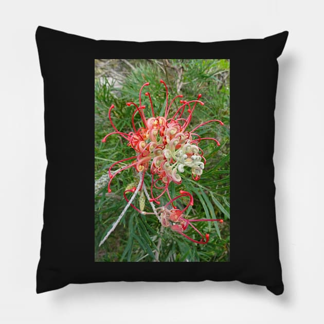 Grevillea 2016 Pillow by Julie Vaux