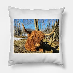Scottish Highland Cattle Cow 2320 Pillow