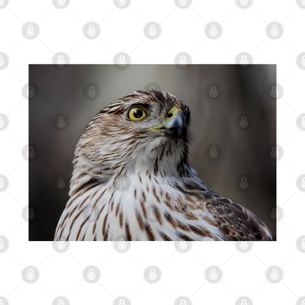 Coopers Hawk by Jim Cumming