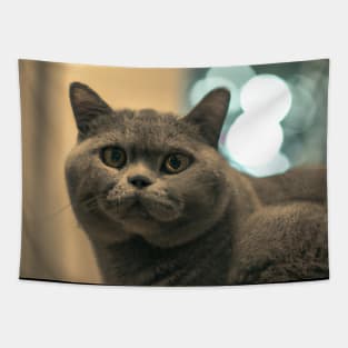 British short haired cat Tapestry