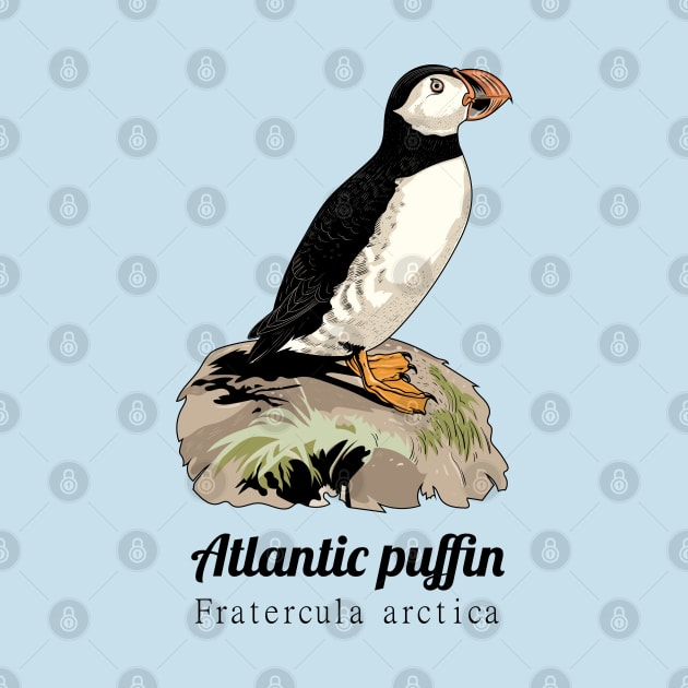 Atlantic puffin by Frajtgorski