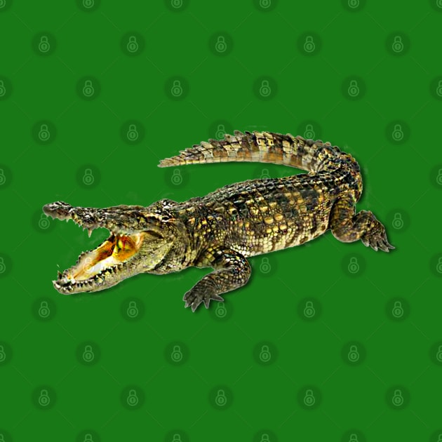 Small crocodile by antaris