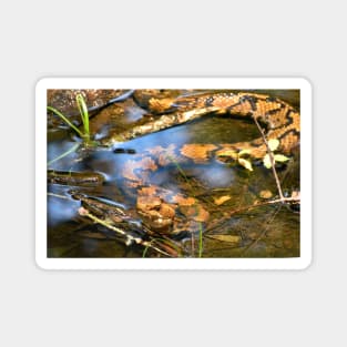 Hypo Northern Cottonmouth Print Magnet