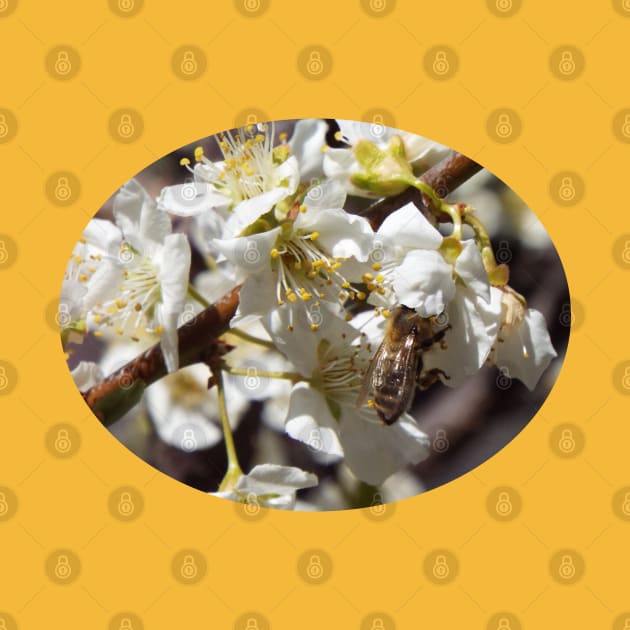 Honey Bee in Plum Tree Blossom by HutzcraftDesigns