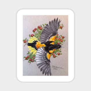 Baltimore Oriole Magnet