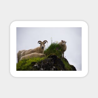 Icelandic Sheep Magnet