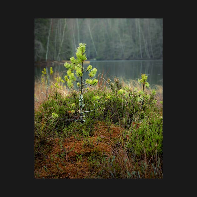 Small pine tree in swamp by Juhku