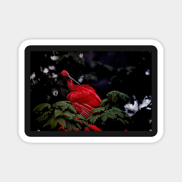 Scarlet Ibis Magnet by Ladymoose