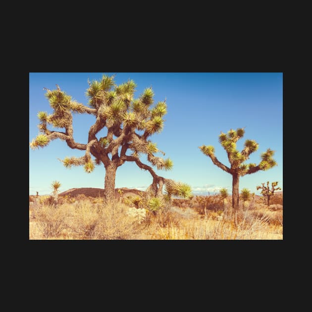 Joshua Trees by jvnimages