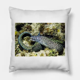 Spotted Moray Eel along the Coral Reef in the Caribbean Pillow