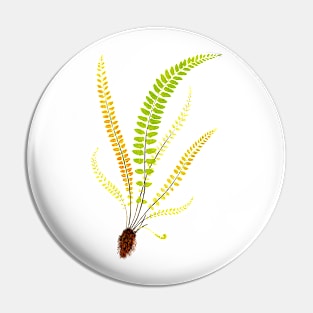 Feather fern botanical illustration Pin