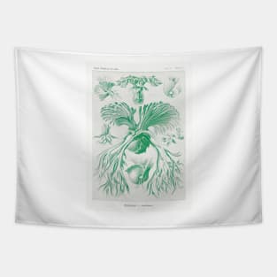 Staghorn ferns - Botanical Illustration Tapestry