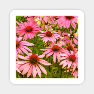 Echinacea Patch flower photography Magnet
