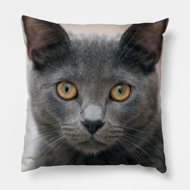 Russian Blue Cat Pillow by Kelly Louise Art