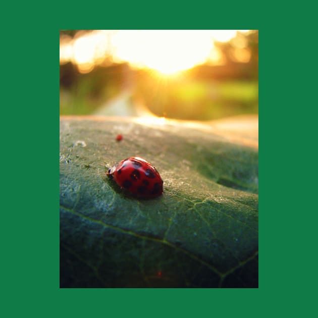 Ladybug Sunburst by ARTWORKandBEYOND