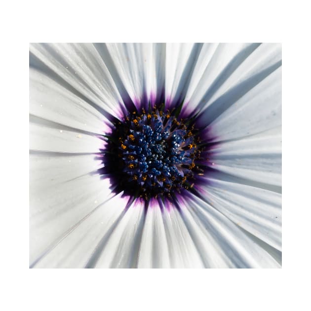 Closeup of white African daisy by lena-maximova