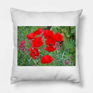 Poppies, Holme Gardens, June 2020 Pillow