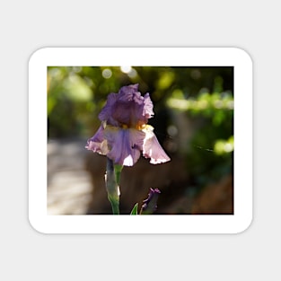 Iris in the Garden - Magpie Springs - Adelaide Hills Wine Region - Fleurieu Peninsula - South Australia Magnet