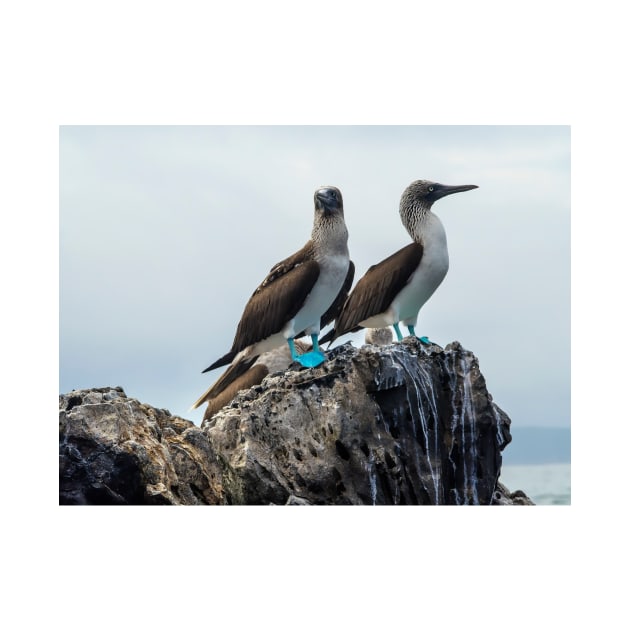 Blue-footed Boobies by algill