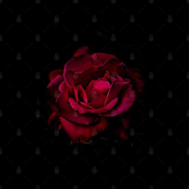 Red Rose by RobertsArt