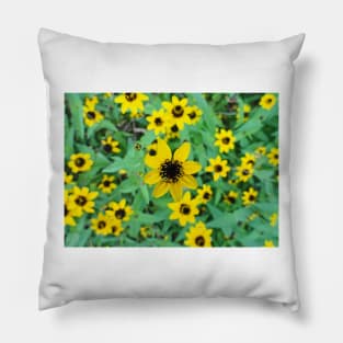 Tropical Rudbeckia Triloba Pillow