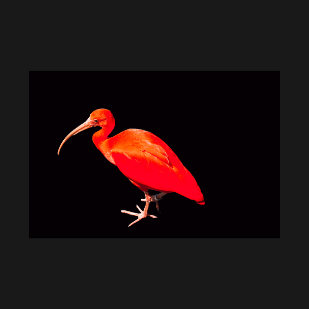 Scarlet ibis on black background by HazelWright