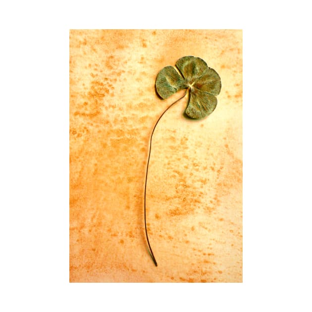 Four Leaf Clover by rozmcq