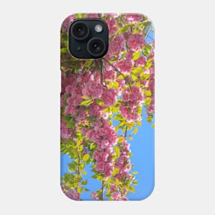 Lovely pink cherry tree flowers in full bloom in a public park Phone Case