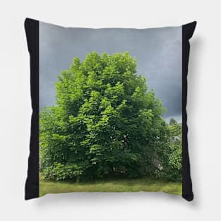 Maple tree with Ominous Background Pillow